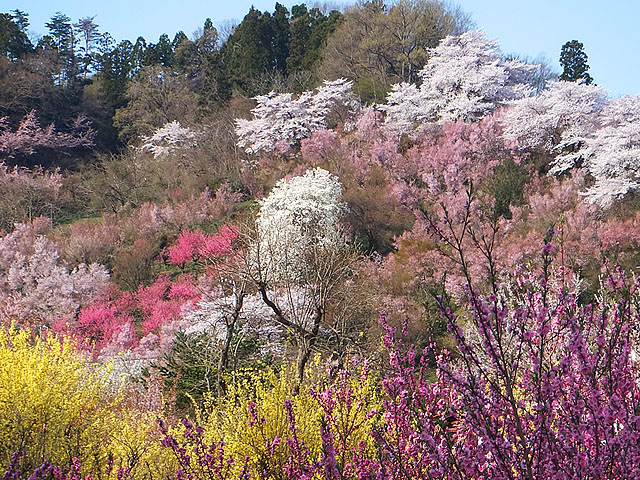 花見山