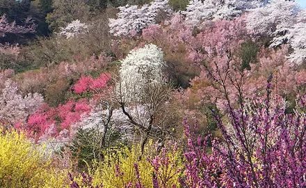 花見山
